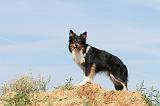 BORDER COLLIE 456